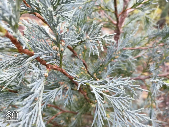 Juniperus virginiana   'Fastigiata Glauca'